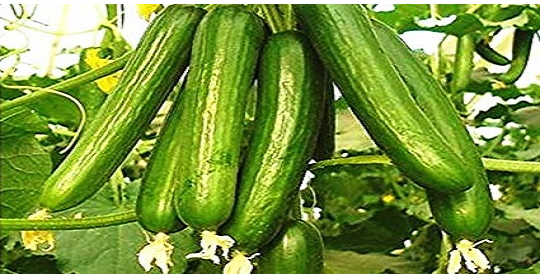 برنامه تغذیه خیار